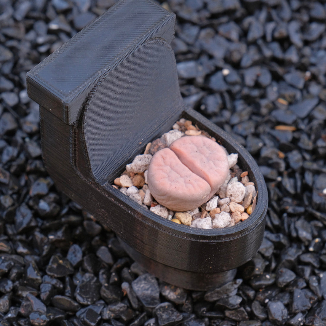 Lithops and Toilet Pot Locally Grown Succulent Plant