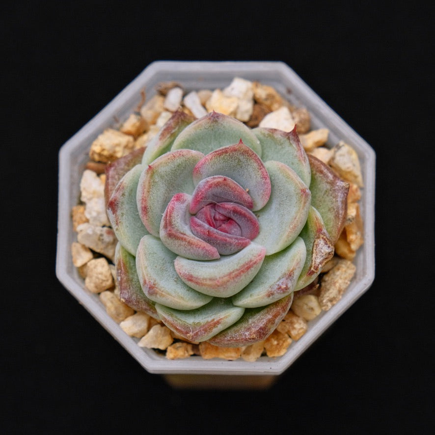 Echeveria Black Rose baby Korean Succulent Plant