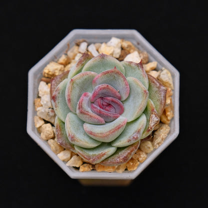Echeveria Black Rose baby Korean Succulent Plant