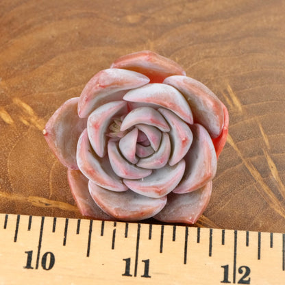 Echeveria Charming Stone Korean Succulent Plant