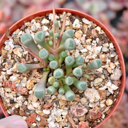 Fenestraria Baby Toes Succulent Plant