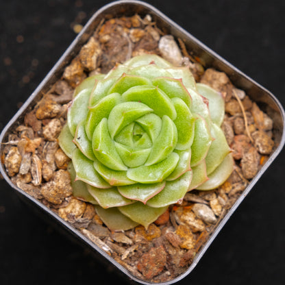 Echeveria Andres Korean Succulent Plant