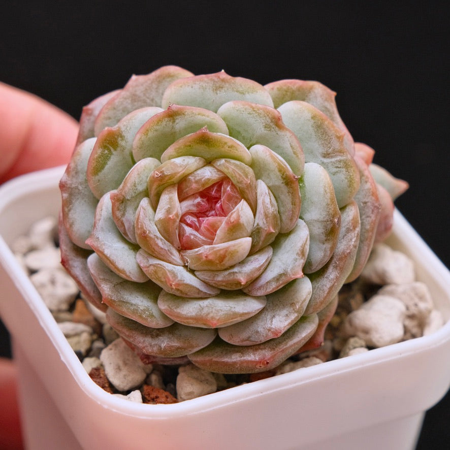 Echeveria Pink Jenny Double Korean Succulent Plant