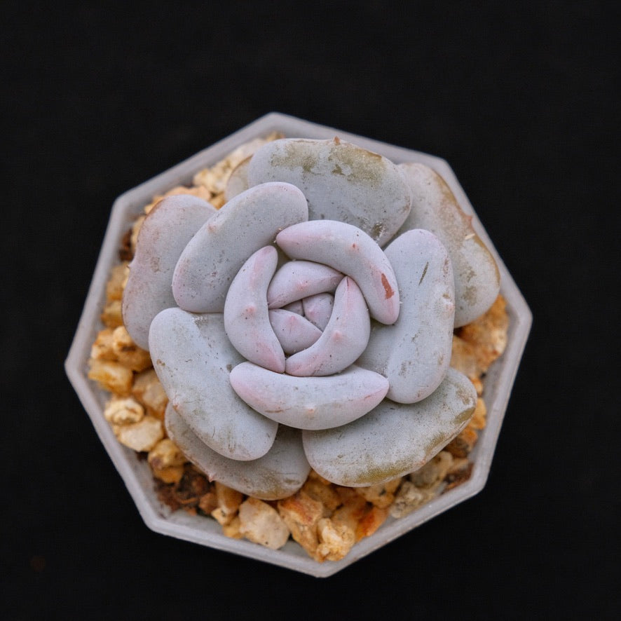Echeveria Milk Purple Korean Succulent Plant Changhee hybrid