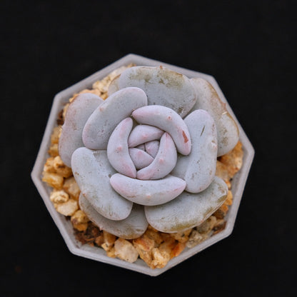 Echeveria Milk Purple Korean Succulent Plant Changhee hybrid