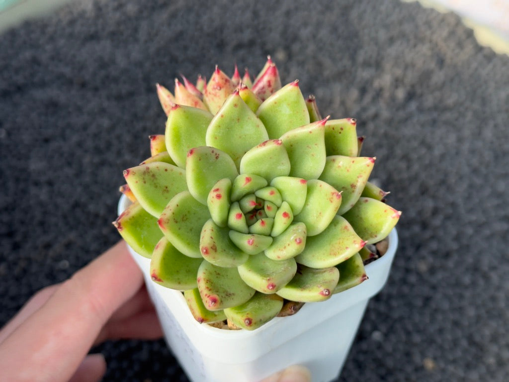 Echeveria Mascarpone Imported Succulent Plant