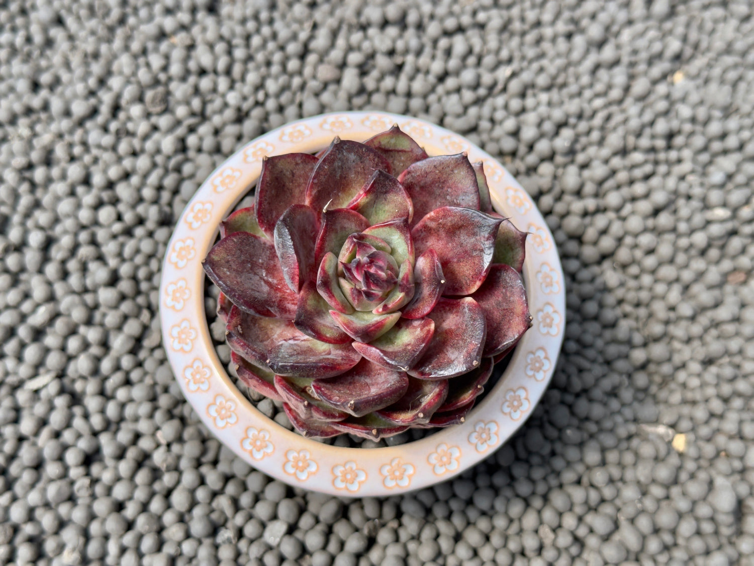 Echeveria Melodias Korean Succulent Plant