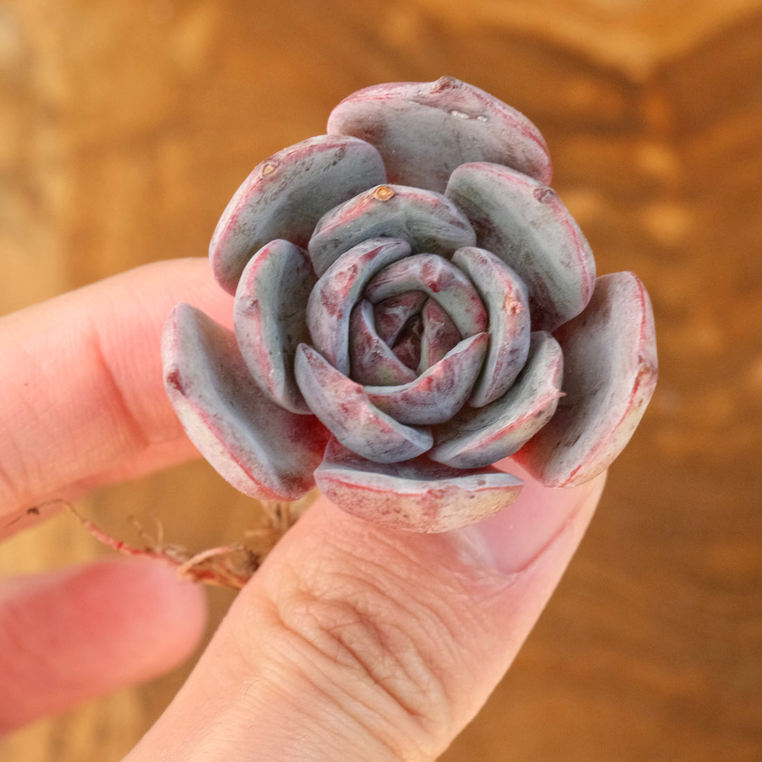 Echeveria Anything Korean Succulent Plant