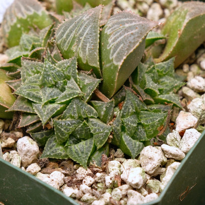 Jim Smith Haworthia Hybrid Succulent Plant