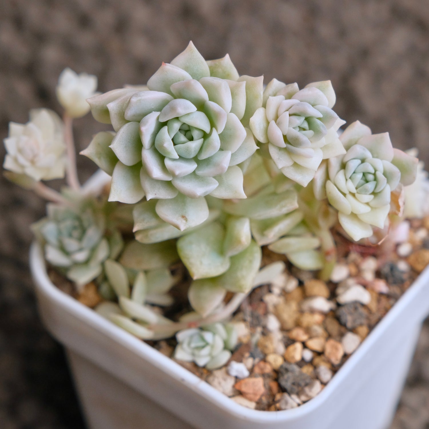 Variegated Echeveria Prolifica Korean Succulent Plant