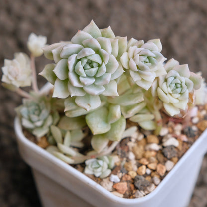Variegated Echeveria Prolifica Korean Succulent Plant