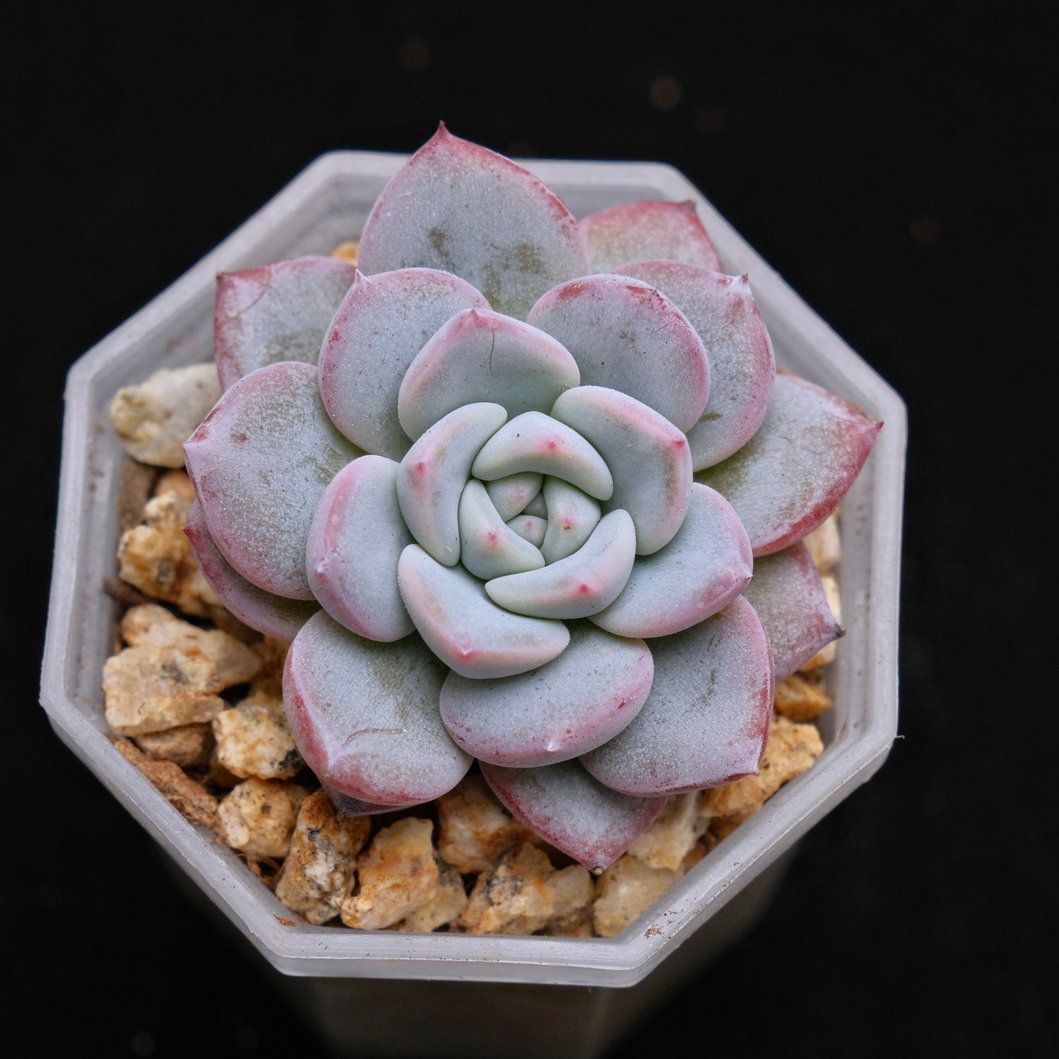 Echeveria Blue Heart baby Korean Succulent Plant