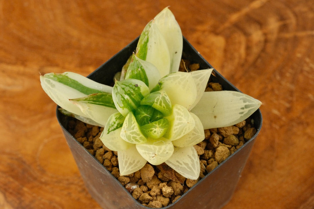 Haworthia cymbiformis variegated Succulent Plant