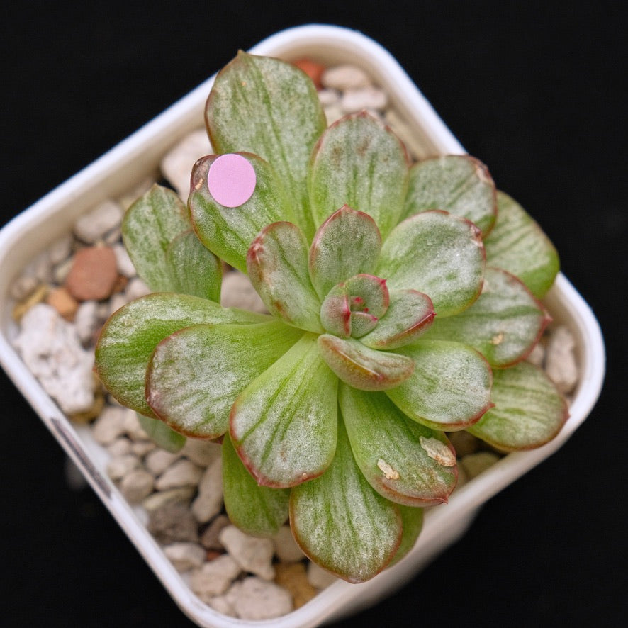 Variegated Echeveria Chris Boney Korean Succulent Plant