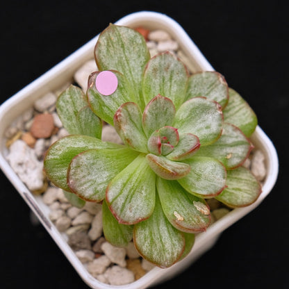 Variegated Echeveria Chris Boney Korean Succulent Plant