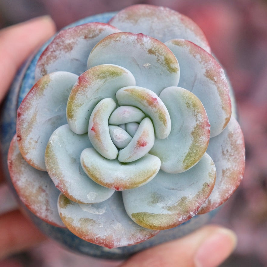 Echeveria laui Imported Succulent Plant
