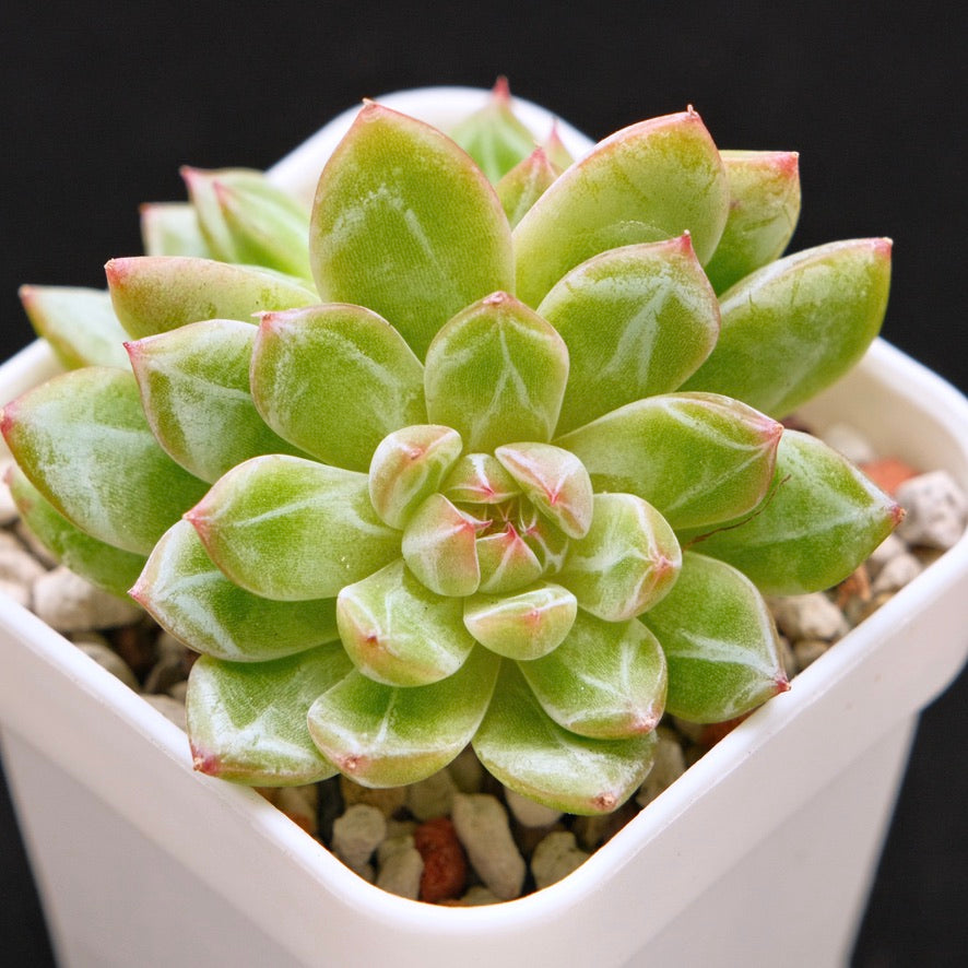 Echeveria Snowflake Jelly Korean Succulent Plant *Rare*