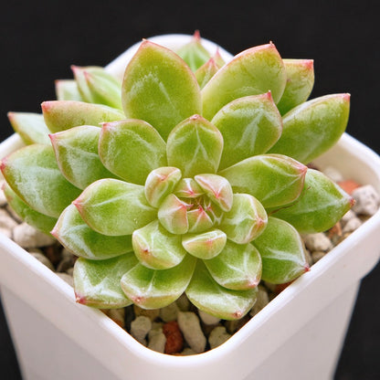 Echeveria Snowflake Jelly Korean Succulent Plant *Rare*