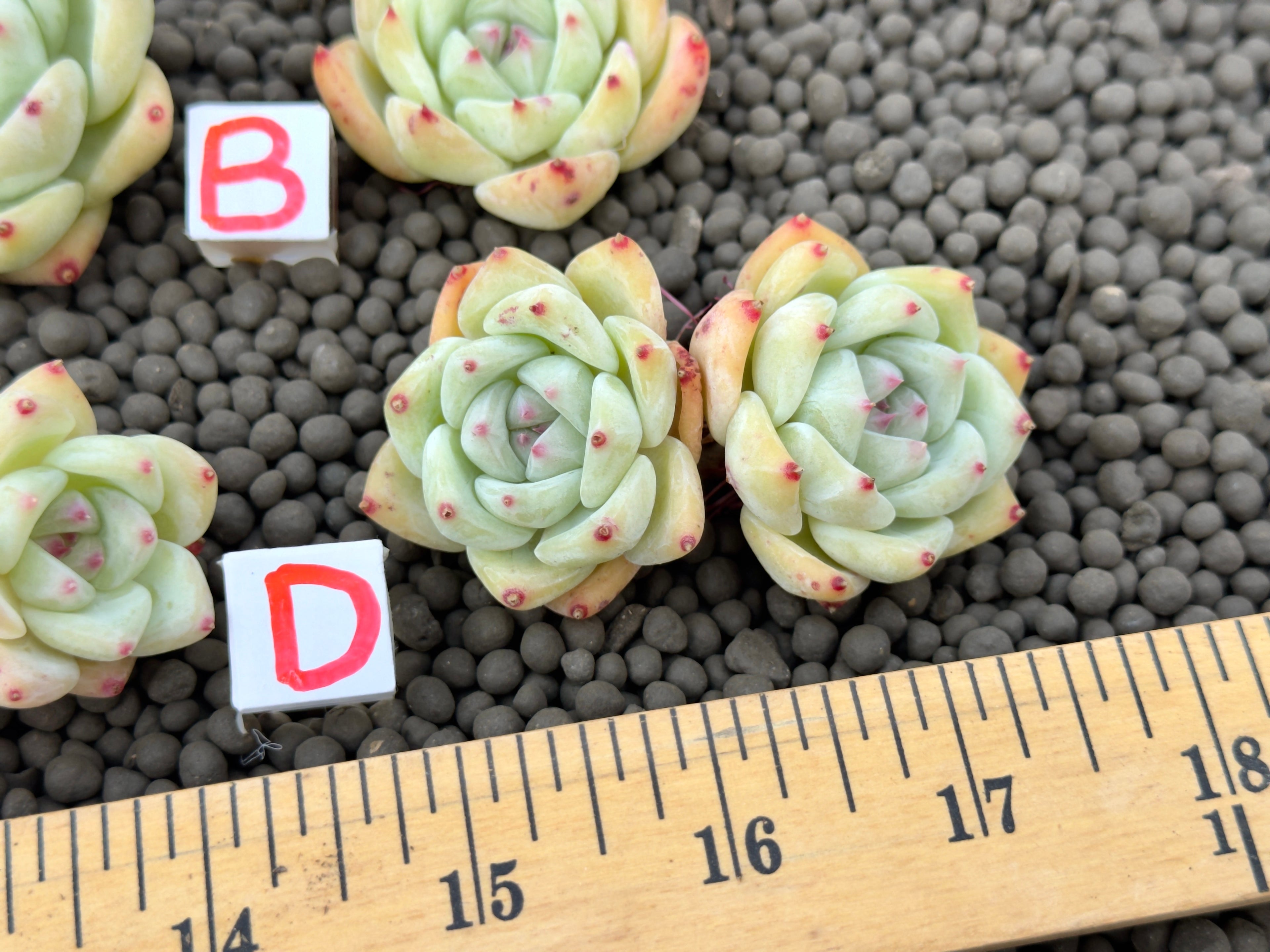 Echeveria Karla Korean Succulent Plant