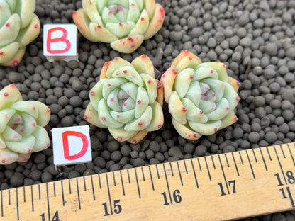 Echeveria Karla Korean Succulent Plant