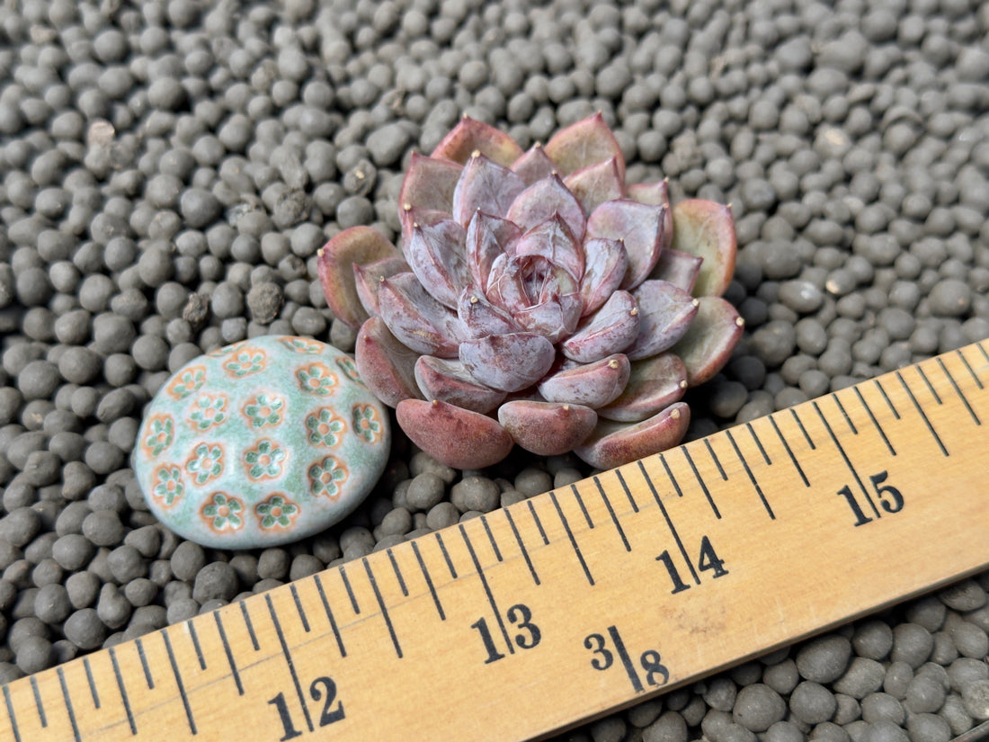 Echeveria Purple Stone Korean Succulent Plant