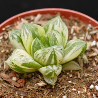 Variegated Haworthia cymbiformis Succulent Plant
