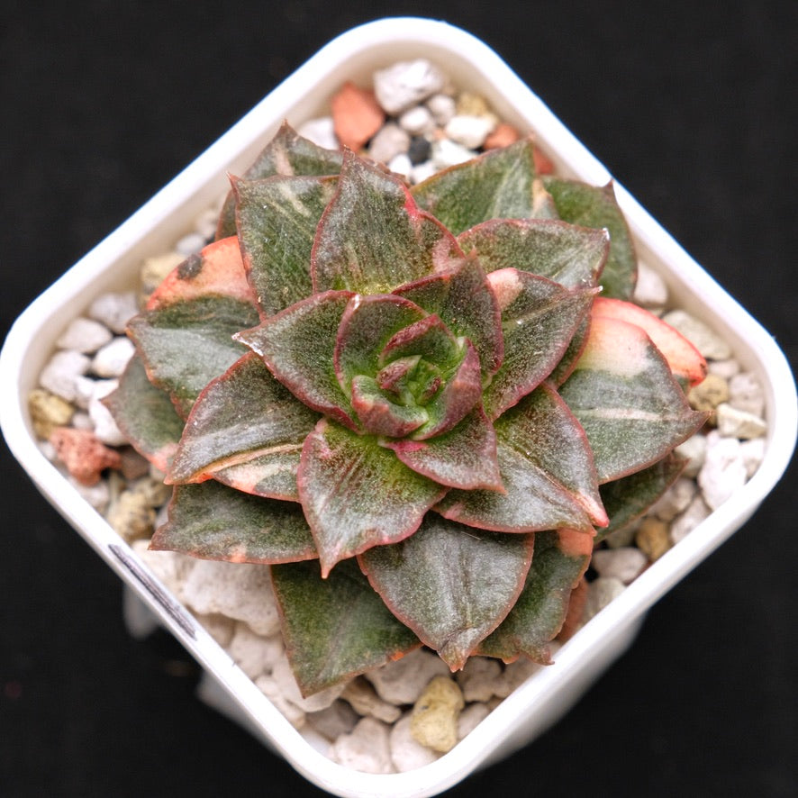 Variegated Echeveria Monocerotis Korean Succulent Plant