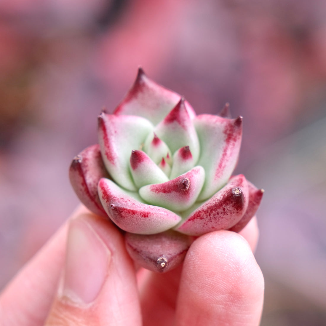 Echeveria Romeo Korean Succulent Plant