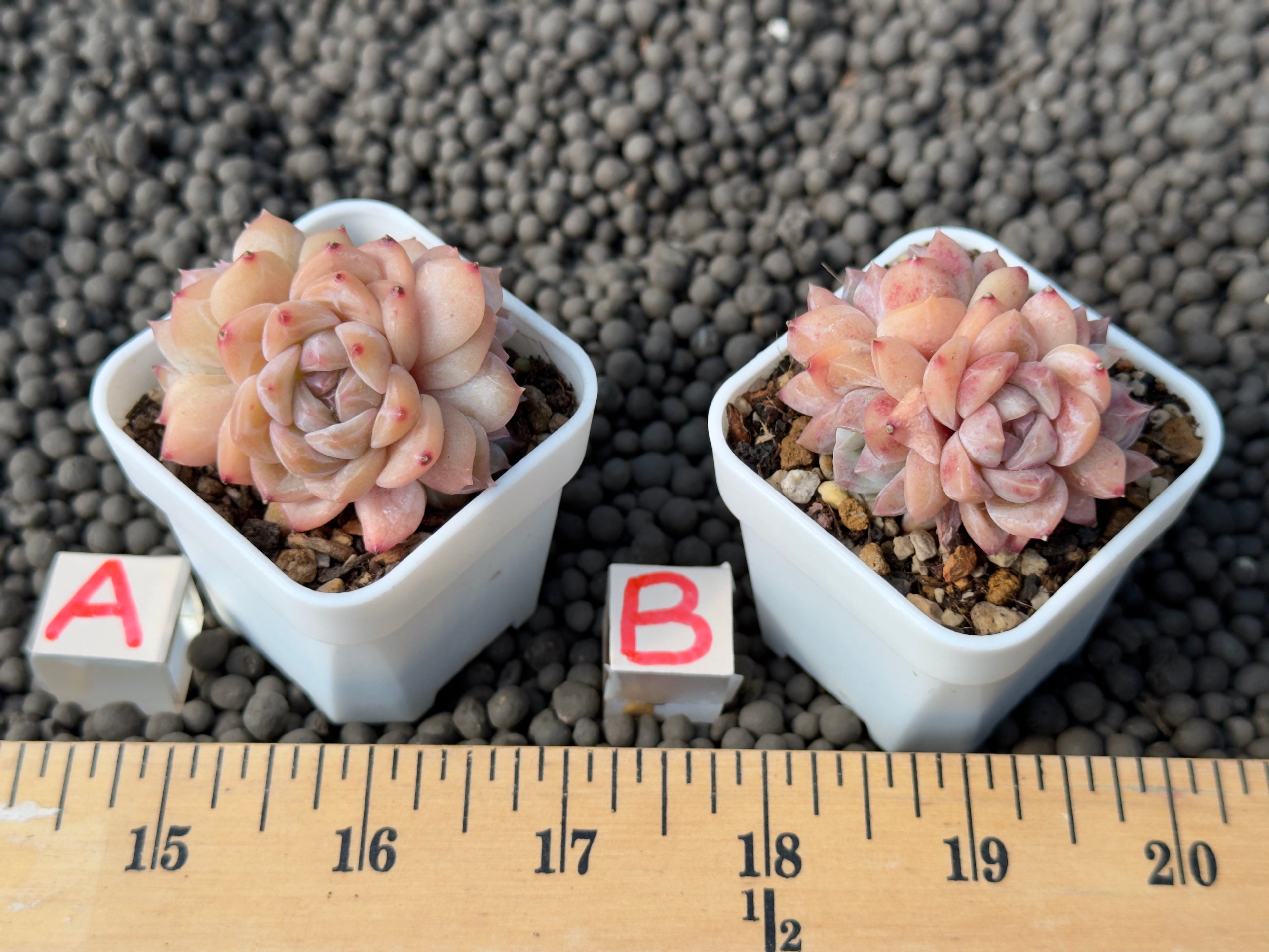 Echeveria Pink Amber cluster Imported Succulent Plant