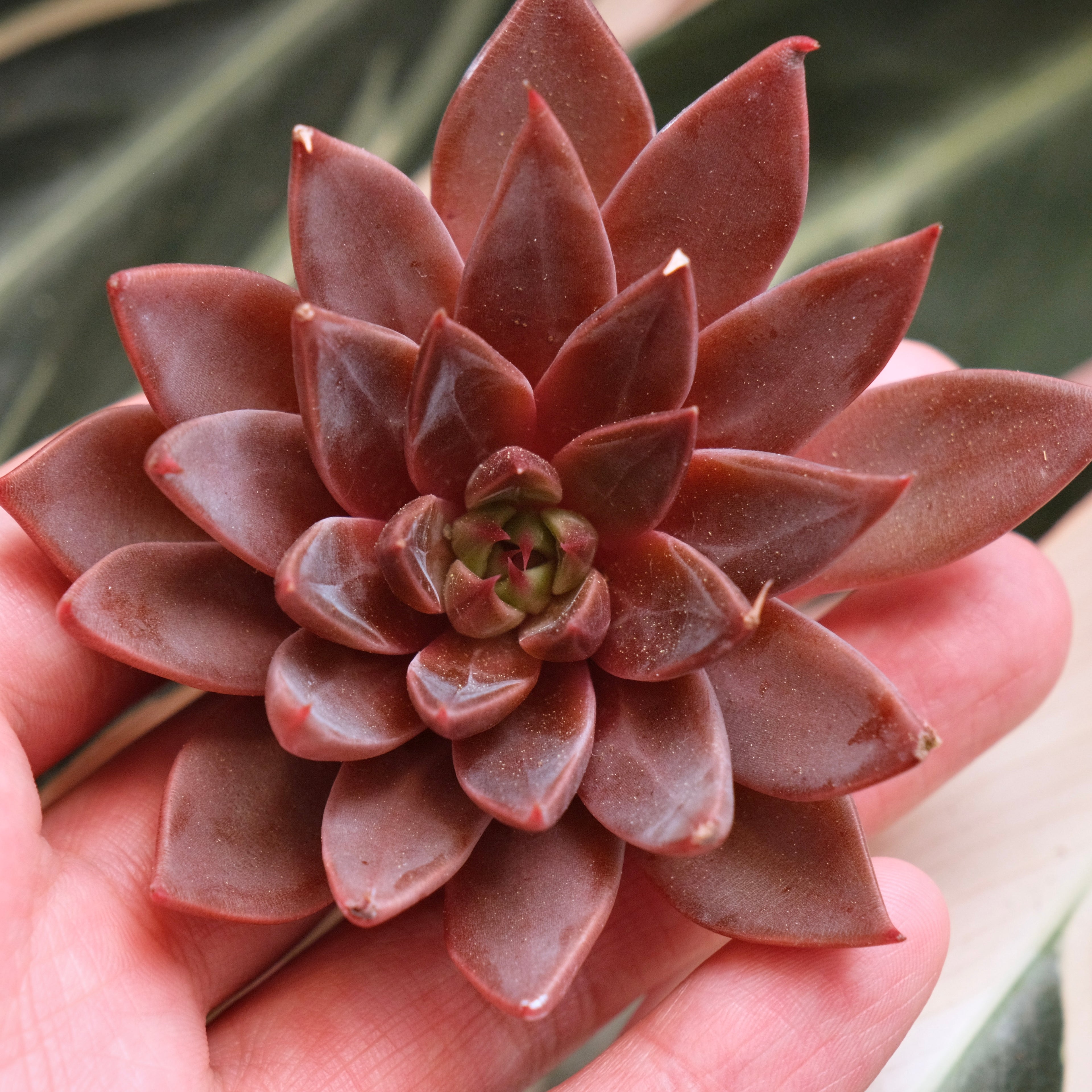 Echeveria Let&
