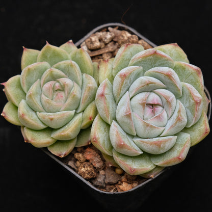 Echeveria Crystal Cream Korean Succulent Plant