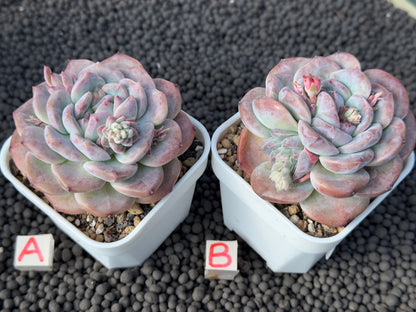 Echeveria Ice Soul Imported Succulent Plant