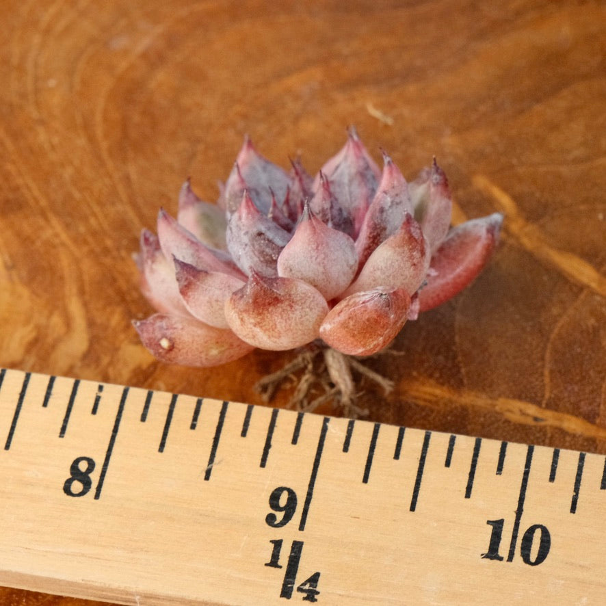 Echeveria Zaragoza Jelly Korean Succulent Plant