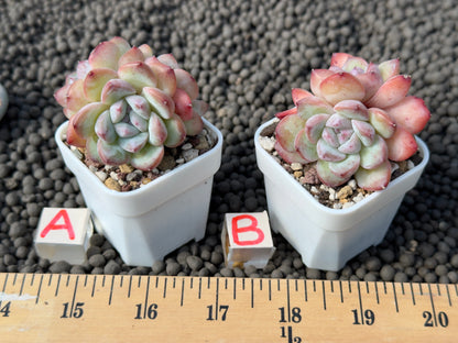 Echeveria Milk Rose cluster Imported Succulent Plant