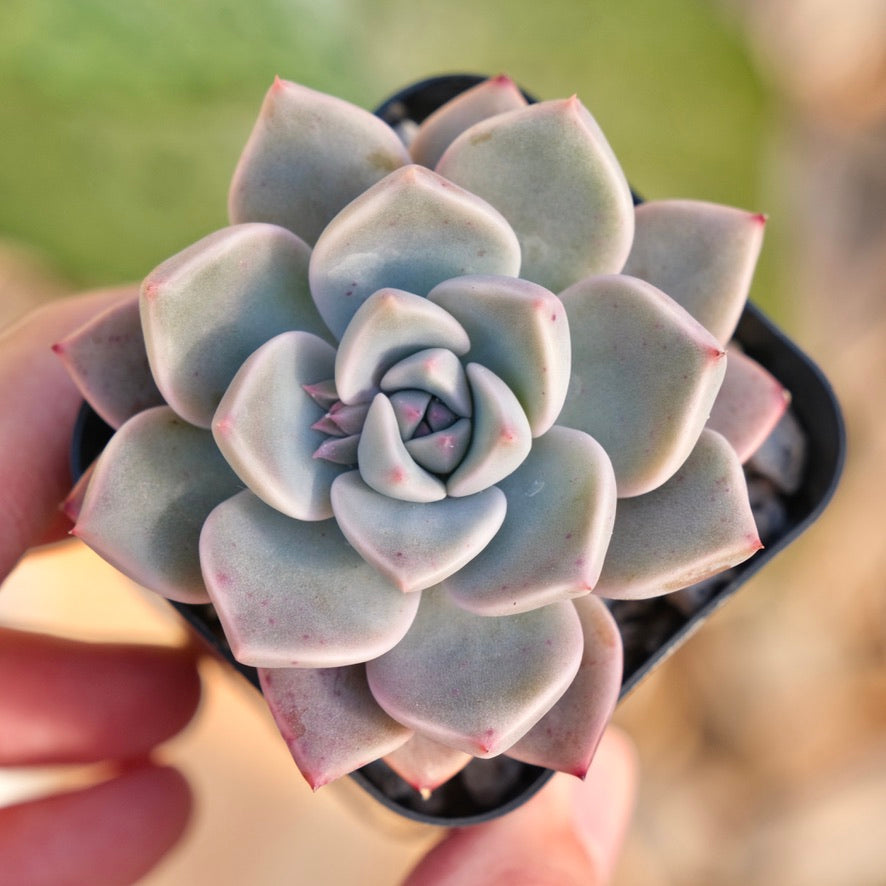 Echeveria Pretty in Pink Korean Succulent Plant