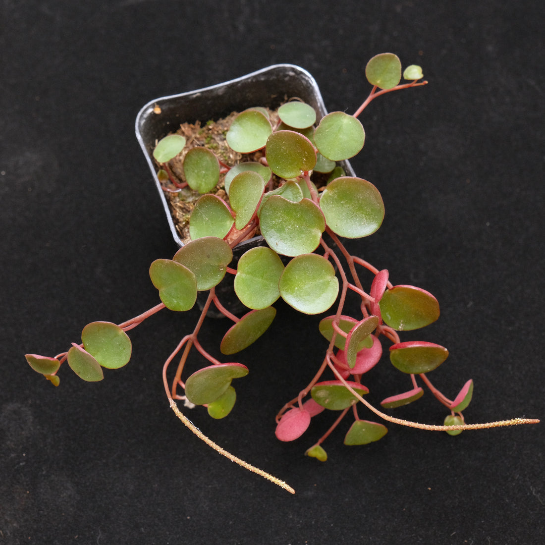 Peperomia Ruby Cascade Succulent Plant