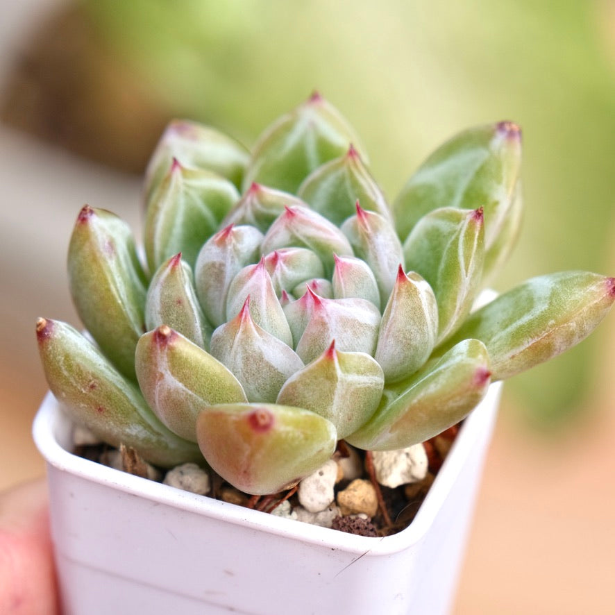 Echeveria Snowflake Jelly Korean Succulent Plant