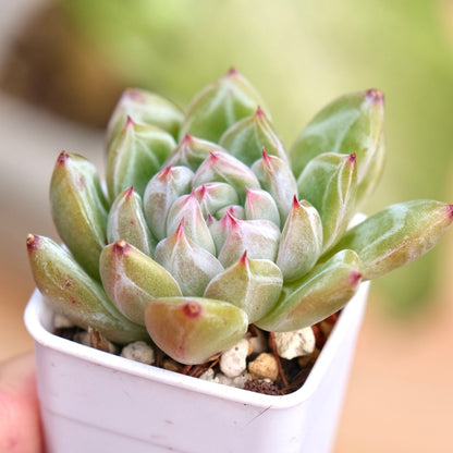 Echeveria Snowflake Jelly Korean Succulent Plant
