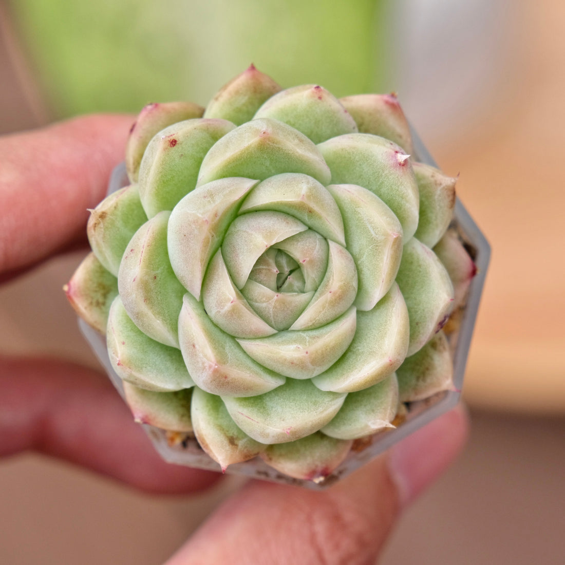 Echeveria Crystal Cream Korean Succulent Plant