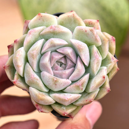 Echeveria Chaumet Korean Succulent Plant