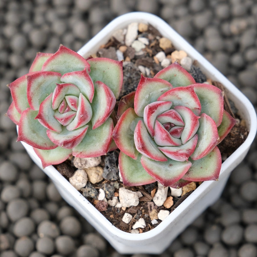 Echeveria Rosita Korean Succulent Plant