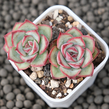 Echeveria Rosita Korean Succulent Plant