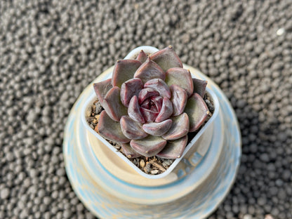 Echeveria Magenta Korean Succulent Plant