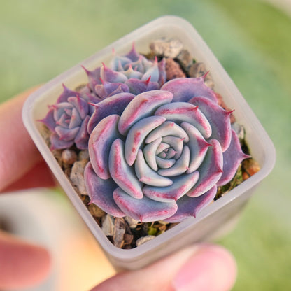 Echeveria Red Stitch Korean Succulent Plant Changhee hybrid