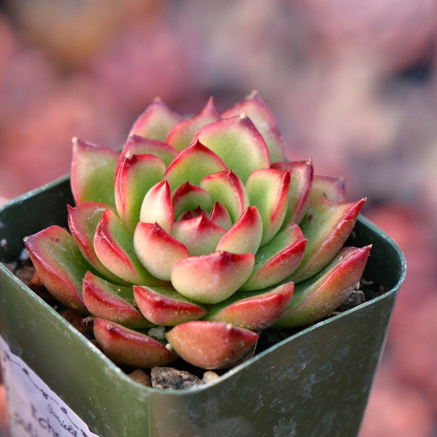 Echeveria puli-lindsayana Succulent Plant