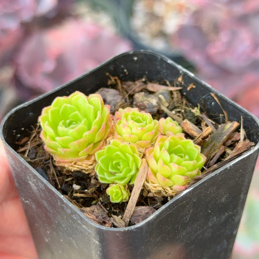 Rosularia platyphylla Succulent Plant