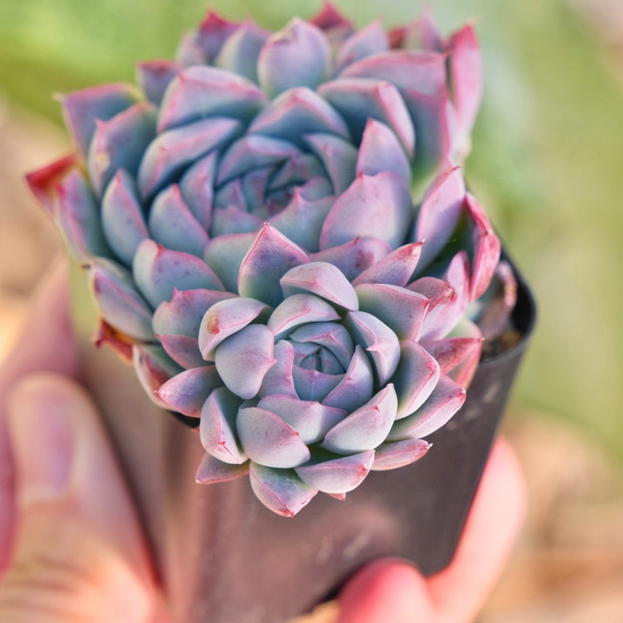Echeveria Queen Rose Korean Succulent Plant