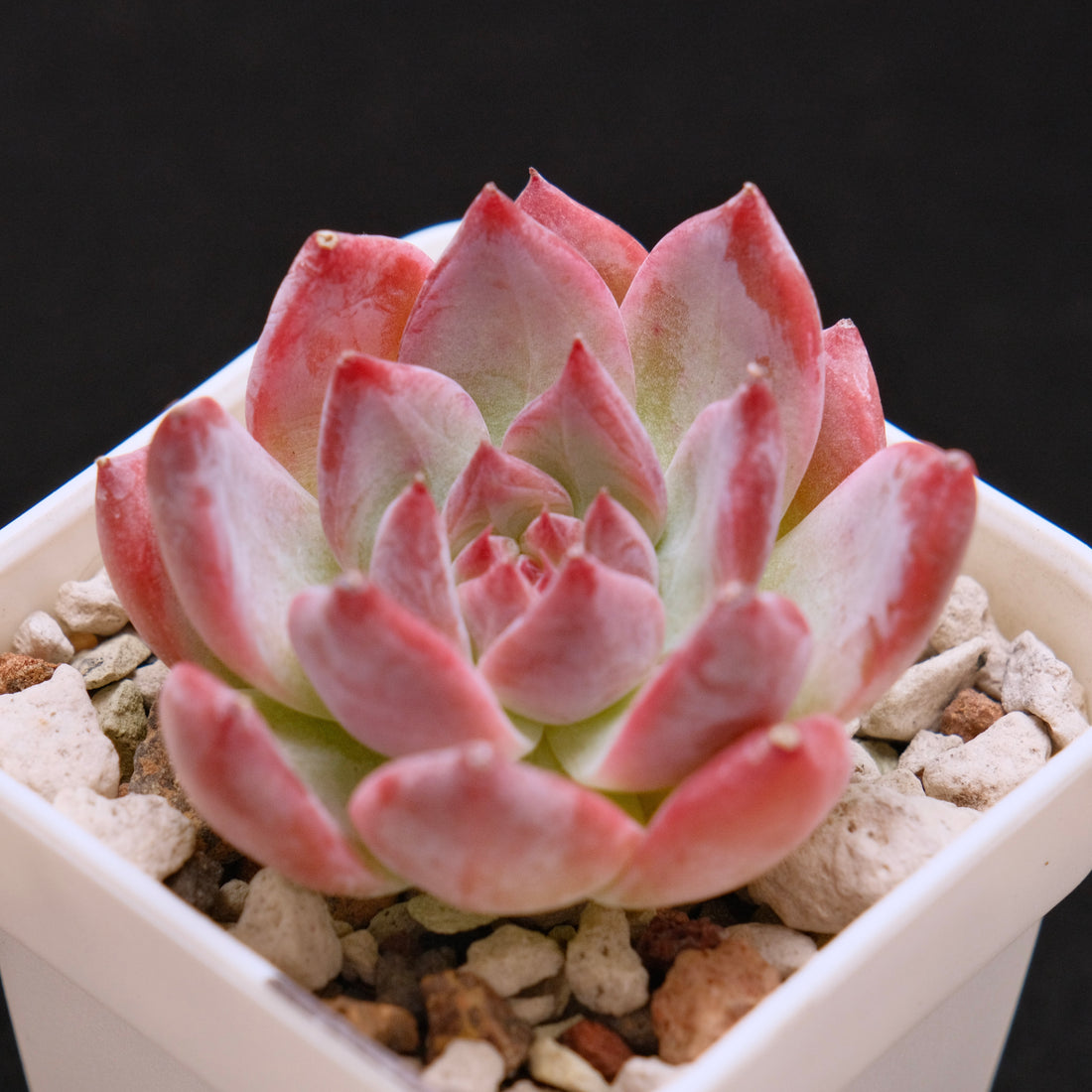 Echeveria colorata cultivar Korean Succulent Plant