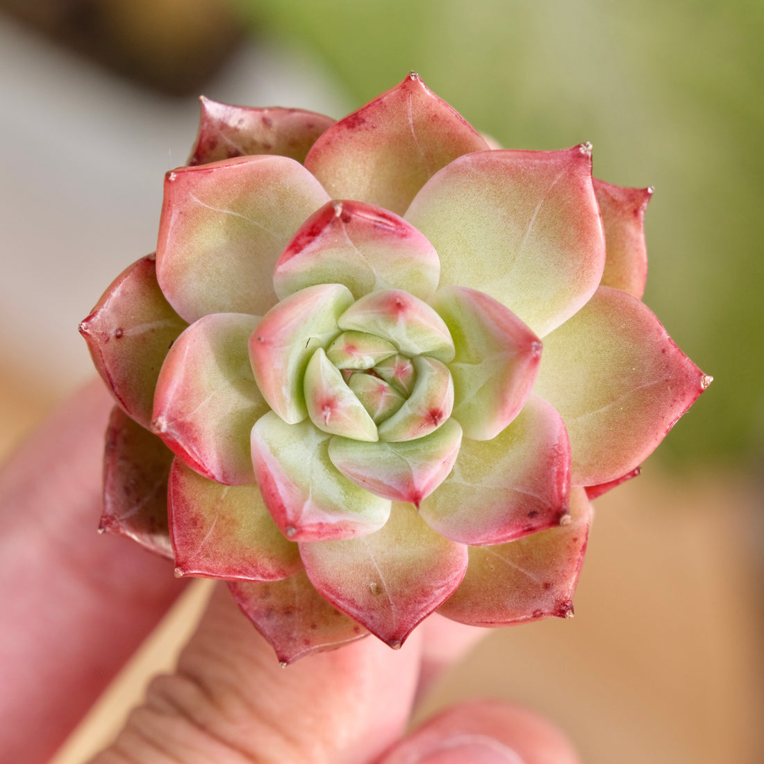 Echeveria hybrid Korean Succulent Plant