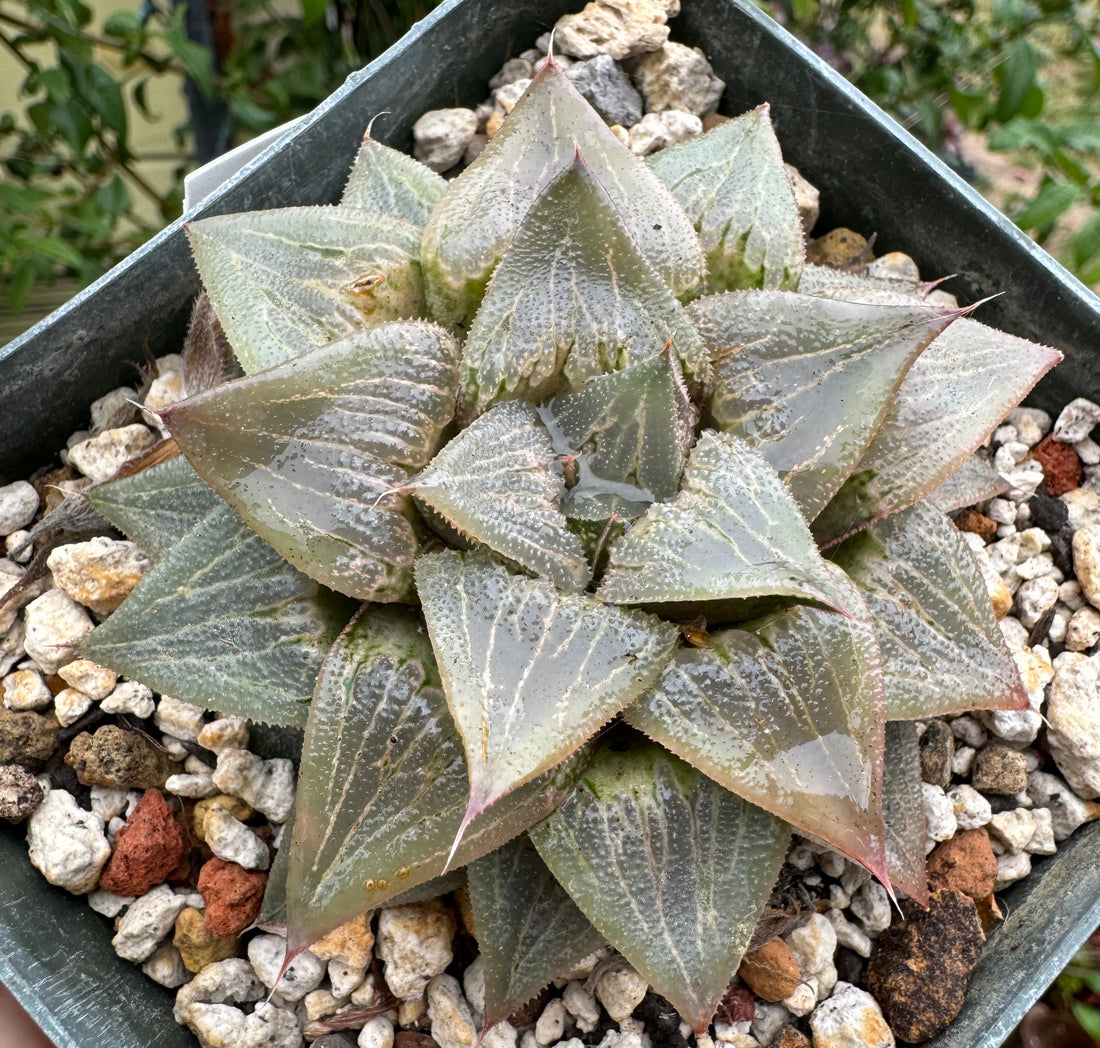 Jim Smith Haworthia Hybrid Succulent Plant